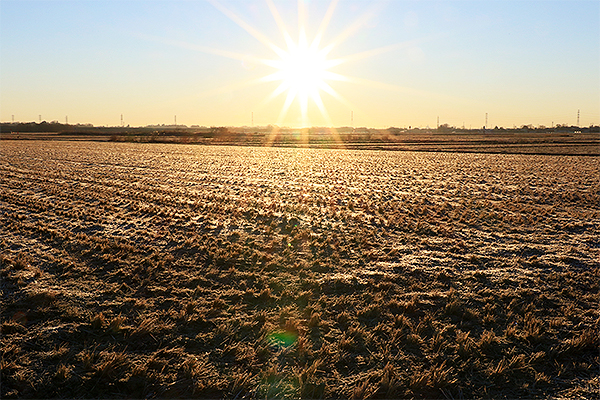 川島町 霜降る小見野耕地に朝陽が昇る