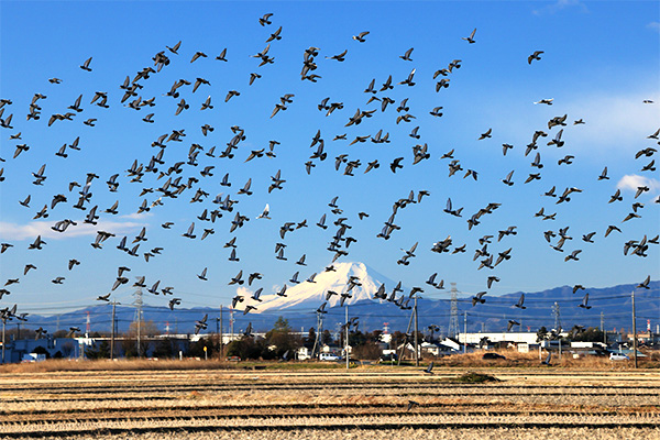 川島町 富士山と鳩の群れ