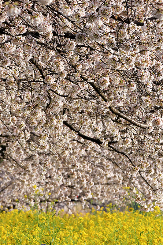 川島町 桜と菜の花 満開