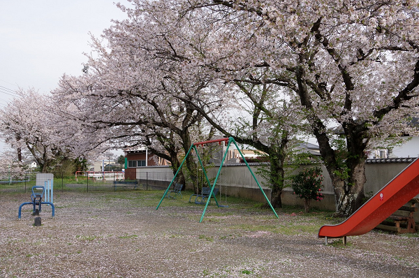桜と遊具