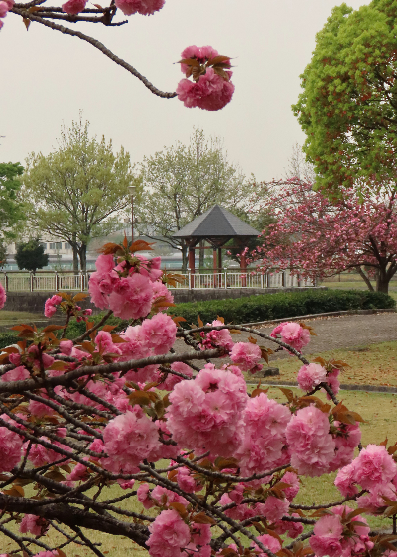 平成の森公園の八重桜