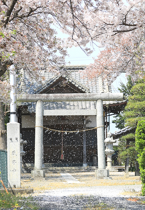 白井沼氷川神社に舞う桜