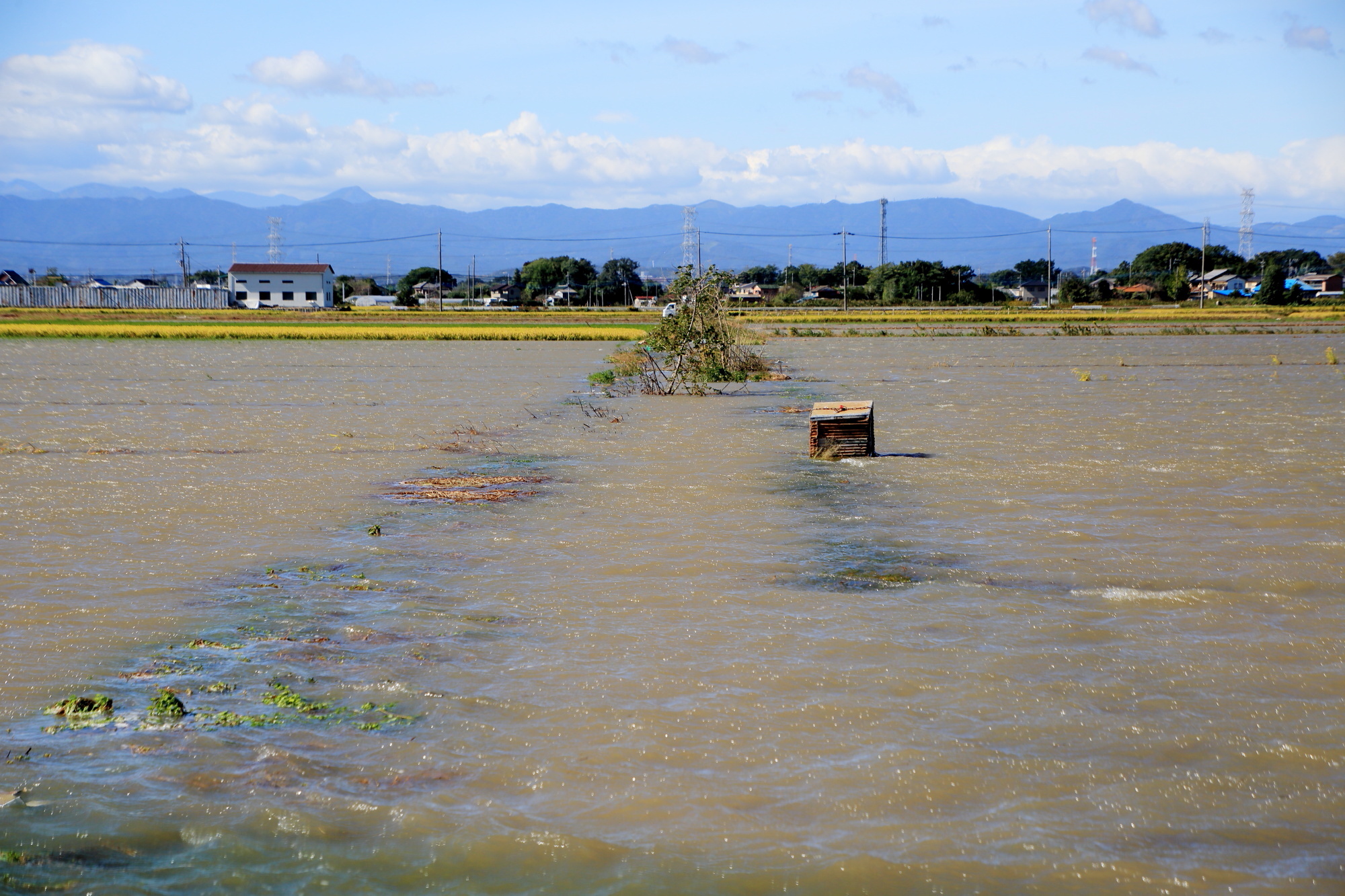 台風で増水した田んぼの様子