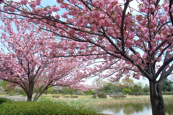 平成の森公園の八重桜