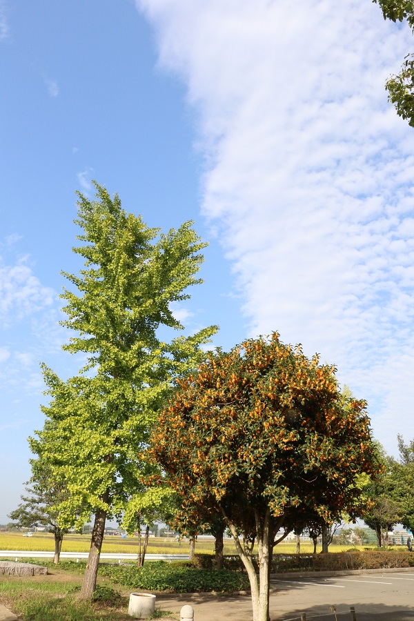 平成の森公園内の金木犀と銀杏の木