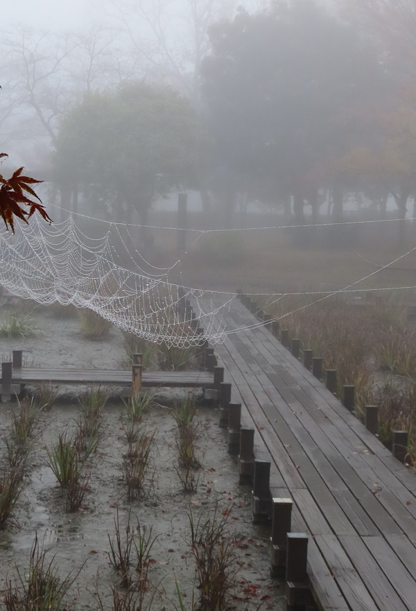 平成の森公園 蜘蛛の巣に朝霧の水滴が