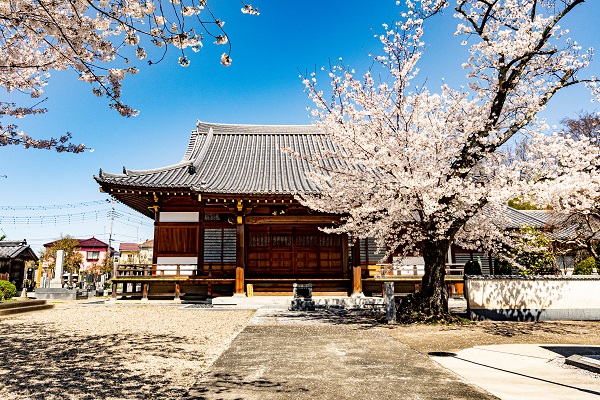 金剛寺 川島町 満開の桜