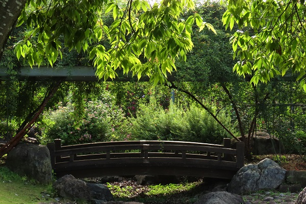 平成の森公園 バラの小径の橋