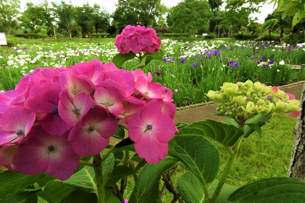 川島町 平成の森公園 花菖蒲と紫陽花