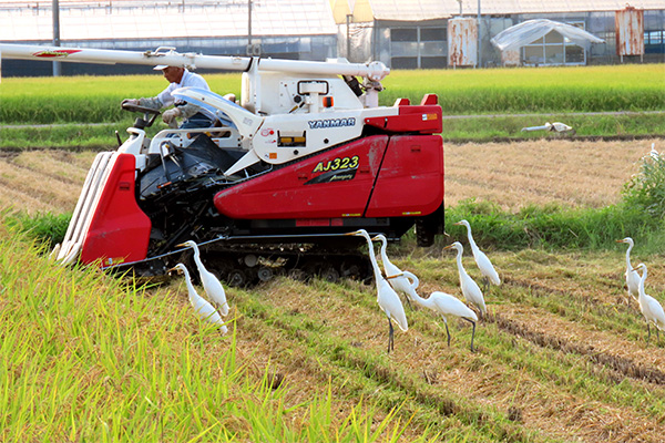 川島町 稲刈り 白鷺 収穫