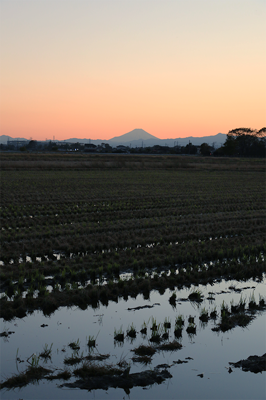 川島町 富士山のある夕景