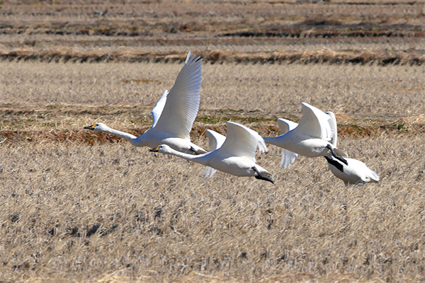 川島町 白鳥飛来地 白鳥 飛翔