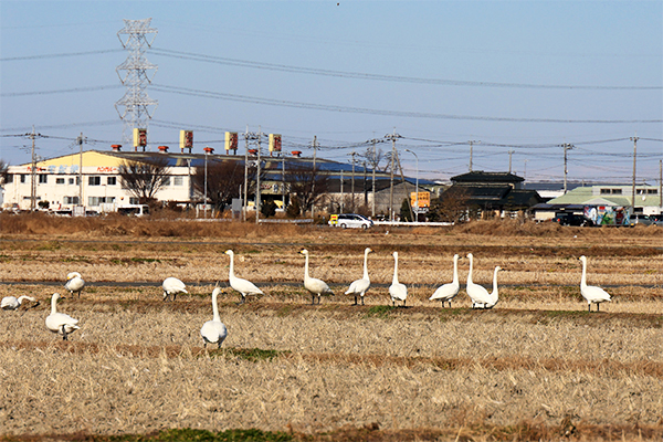 川島町 白鳥飛来地 田んぼに降り立った白鳥たち