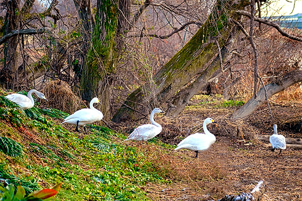 川島町 白鳥 越辺川