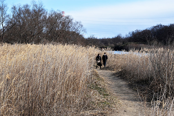 川島町 白鳥 越辺川