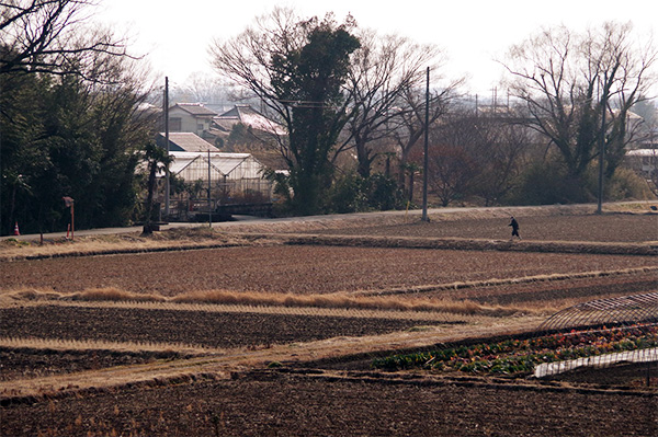 川島町 小見野 冬