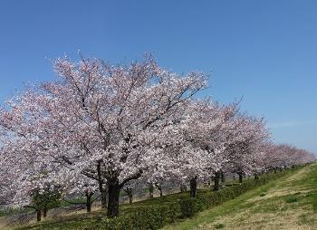 川島町　釘無桜づつみ