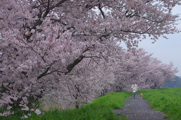 川島町 梅ノ木桜づつみ