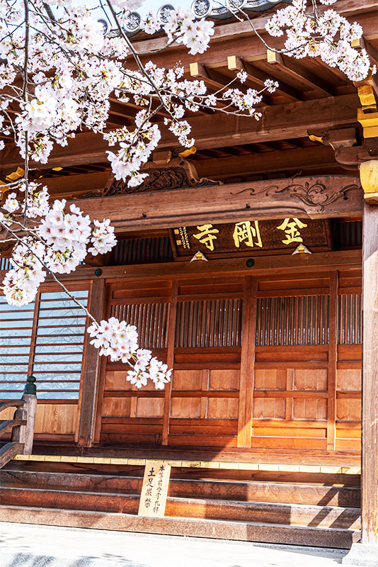 川島町 金剛寺 桜