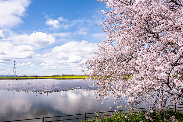 川島町 桜つづみ 梅ノ木