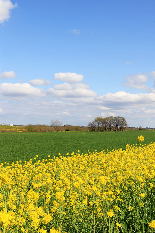 川島町 菜の花 市野川付近