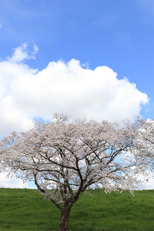 川島町 桜