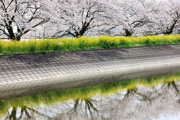 川島町 桜と菜の花 水面に映る