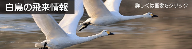 白鳥の飛来情報