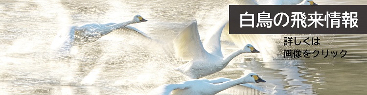 白鳥の飛来情報