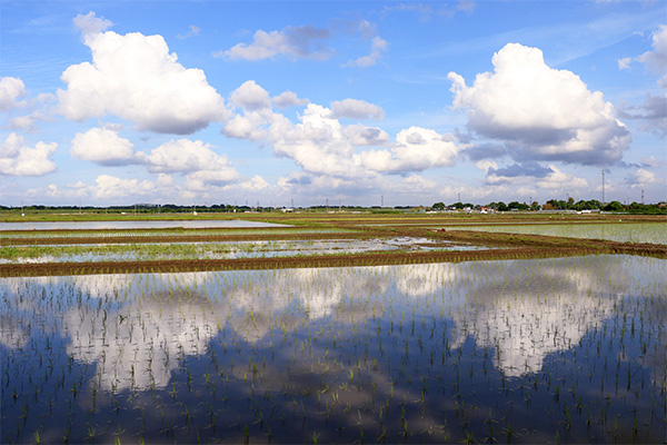 川島町 雲 田園風景