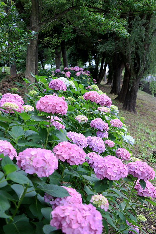 川島町 平成の森公園 あじさい 紫陽花