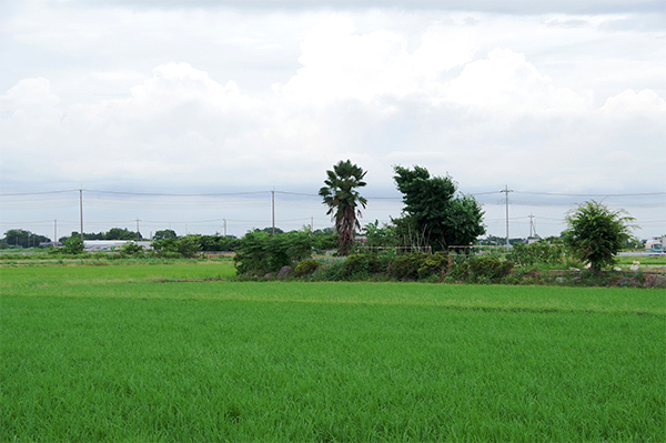 川島町 中山地区 田園風景