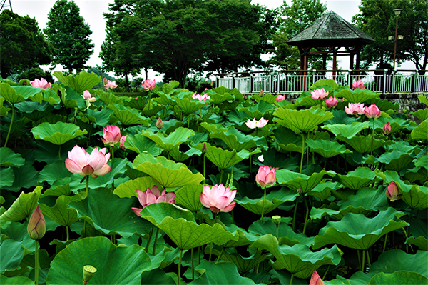 川島町 平成の森公園 蓮