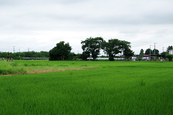 川島町 田園風景