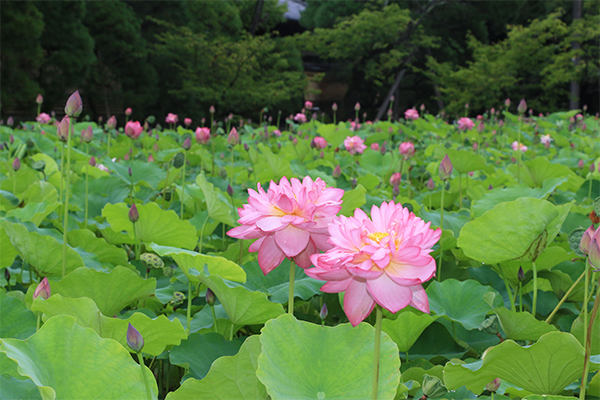 川島町 平成の森公園 蓮 つぼみ