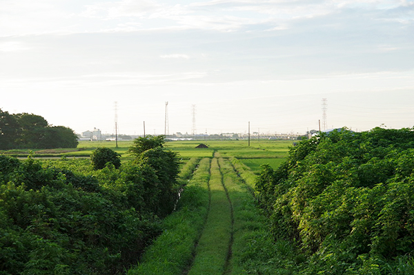 川島町 夏の田園風景