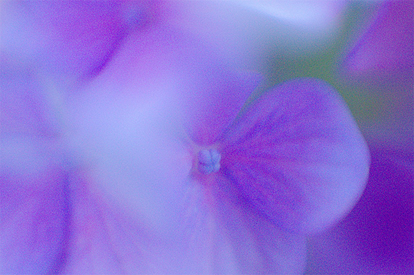 川島町 紫陽花 あじさい