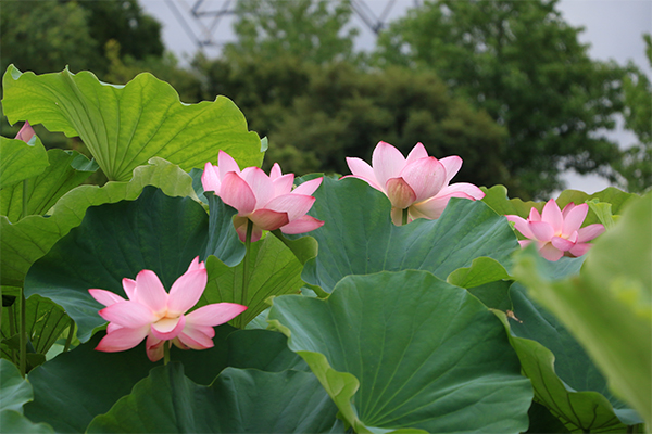 川島町 平成の森公園 蓮