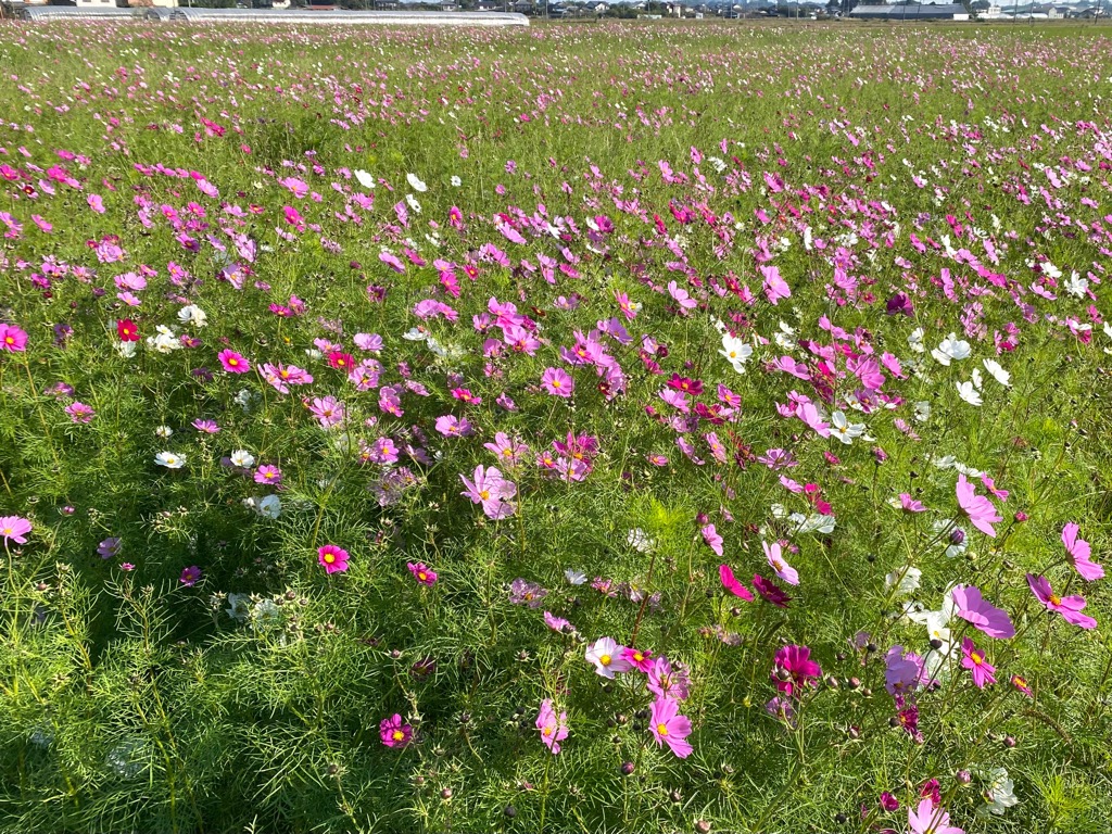 コスモス2