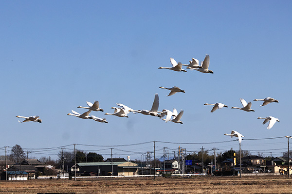 白鳥（川島町）