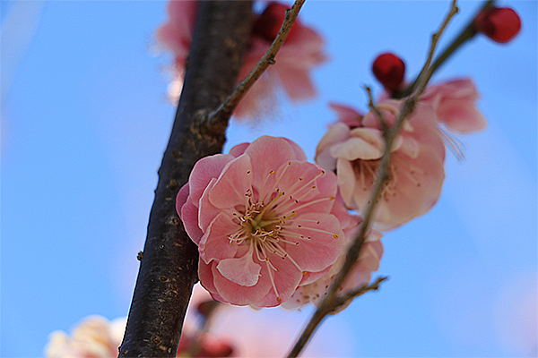 梅の花が咲いていました