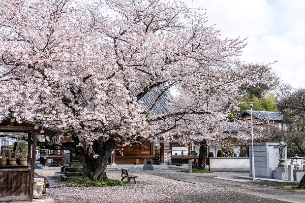 金剛寺の桜