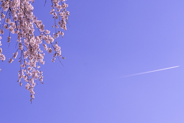 金乗院の桜