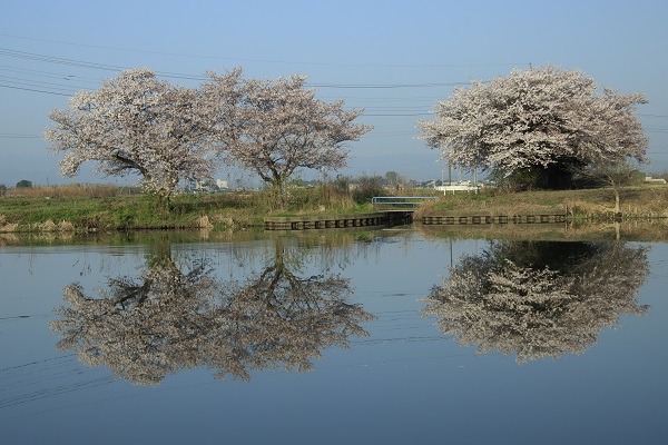 鳥羽井沼自然公園内の満開の桜