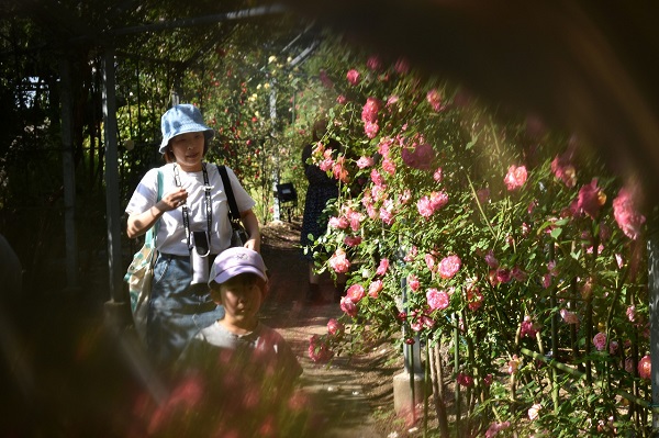 平成の森公園バラの小径