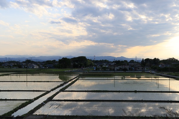 田植えの風景