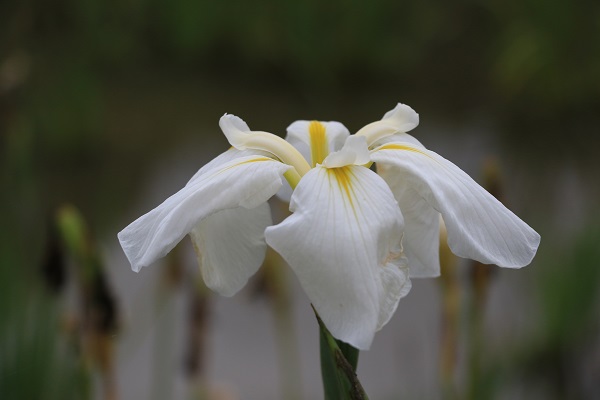 花菖蒲【平成の森公園】