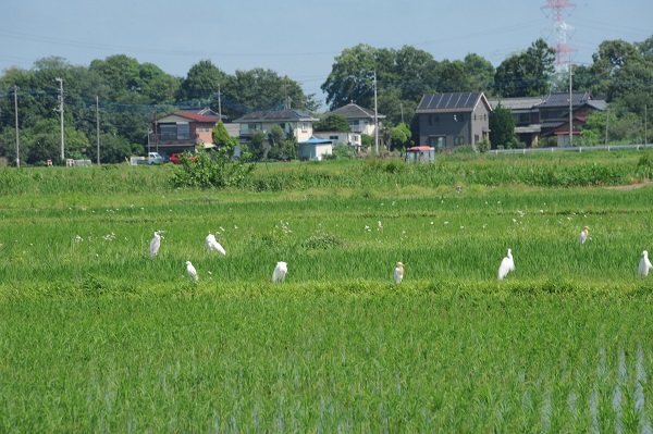 ぬのしり郷の田園風景