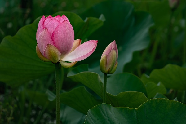 蓮の花【平成の森公園】