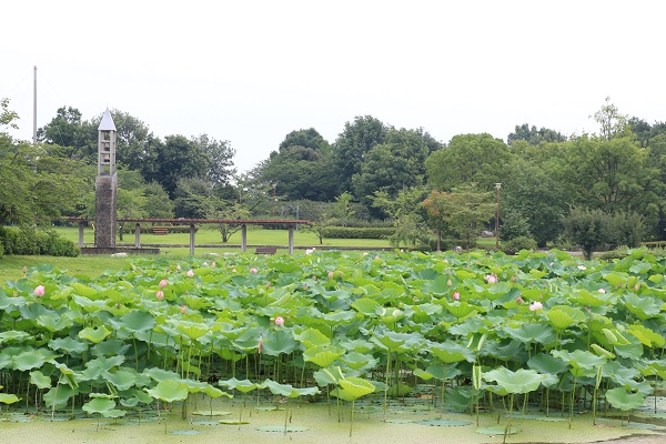 平成の森公園　古代蓮